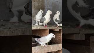 satinette pigeon Fancy pigeon [upl. by Eilrahs]