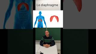 Diaphragme  inspiration et expiration [upl. by Laureen]