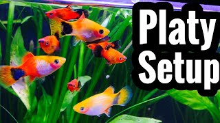 Platy Fish Tank Setup and Requirements [upl. by Merill]