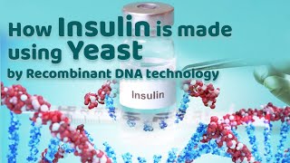 How Insulin is made in Yeast  through recombinant DNA technology [upl. by O'Carroll]