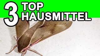 Lebensmittelmotten bekämpfen  die TOP 3 Hausmittel [upl. by Aicat]