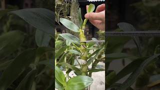 Useful techniques grafting dendrobium plants by cutting and growing plants short short [upl. by Nelav]