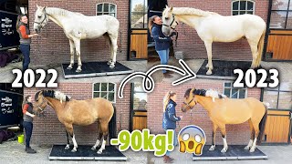 DE PAARDEN OP DE WEEGSCHAAL BIZARRE RESULTATEN  felinehoi VLOG 594 [upl. by Nailij]