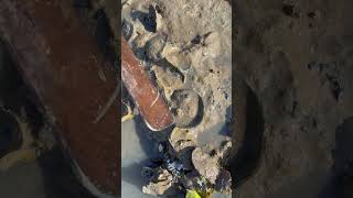 Wow Oyster Very Fresh Very Delicious fishing viral viralvideo fyp fypシ thanks [upl. by Isadore]