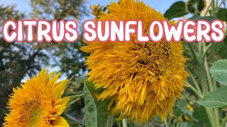 BURPEE SEEDS Full guide to GROWING SUNFLOWERS at homeCITRUS SUNFLOWERS sunflower [upl. by Llenor]