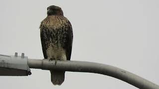 103024 RedTailed Hawk Kent Wa 1673163 [upl. by Ursel212]