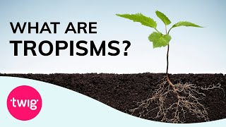 Biology Lesson Idea Plants Tropisms and Hormones  Twig [upl. by Llenahs]