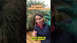 Multiplier un palmier récolter les graines jardin plant palmier graines recolte palmeiras [upl. by Hester]