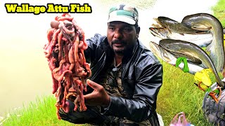 Amazing Fishing  Wallogo Attu Fish Catching  Traditional Fishing  Fishing [upl. by Allred695]