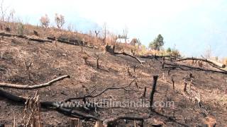 Deforestation for Jhum cultivation in Reiek Mizoram [upl. by Yereffej792]