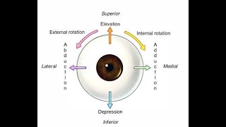 Extra Ocular muscle in short [upl. by Cassy]