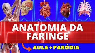 Mecanismo do Engasgo e o Funcionamento da Cartilagem Epiglote [upl. by Erdda]