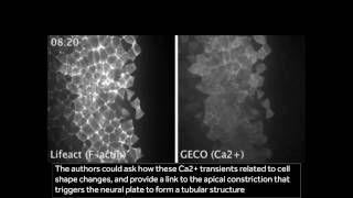 Calcium dynamics during nervous system morphogenesis [upl. by Pincus]