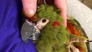 RedFronted Macaw Rocko with Itchy New Feathers [upl. by Llertnad991]