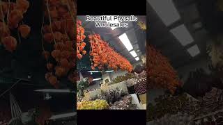 Beautiful Physalis Wholesales [upl. by Nivan]