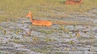 quotMajestic Deer Crossing Serene Marshlands  Wildlife Momentsquot [upl. by Deryl]