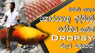 මාළුන්ගේ කොරපොතු ඉදිමීමේ රෝගයට බෙහෙත්  Treatments of fish Dropsy disease  Pet Care  Anythinglk [upl. by Saylor298]