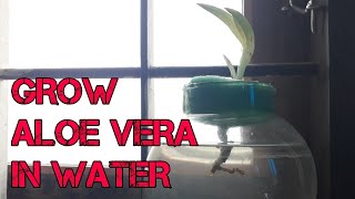 How to grow aloe vera plant in water [upl. by Anela]