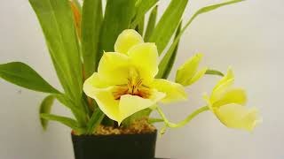 Yellow Orchid TIme Lapse [upl. by Mariande]