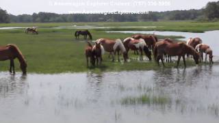 Assateague Island from Chincoteague [upl. by Stegman]