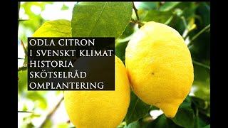 Odla citronträd historia skötselråd omplantera citronträd  Leva hållbart på villatomt [upl. by Ayaet]