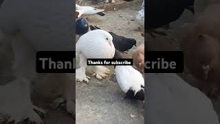 Pigeons in the world  viral video [upl. by Karame585]