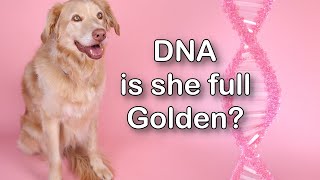 Is She Full Golden Rescue Dog DNA Results 🔴 LIVE Results [upl. by Christos667]