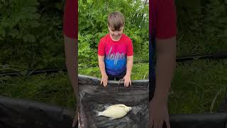 Living the bream fishing shortsfeed bream carpfishing fishingvideo fishinglife [upl. by Kaya]