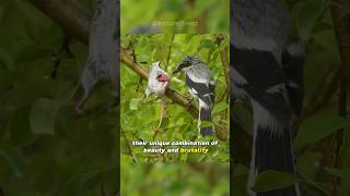 The Butcher Bird  Loggerhead Shrike [upl. by Anilad]