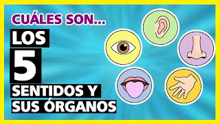 Los 5 sentidos Y Sus Organos I Cuáles Son Los 5 SENTIDOS Y Sus Organos [upl. by Irtak]