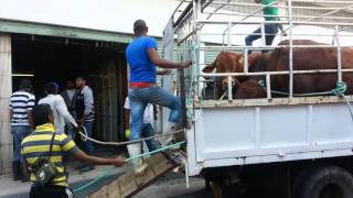 Bakrid in Mauritius 2015 master corrida la rue benares [upl. by Hakkeber880]