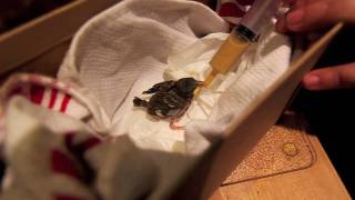 Feeding a rescued baby sparrow [upl. by Teahan]