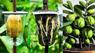 How to grow Guava Tree From Cuttings Grow Mango Tree From Cuttings Grow Lemon Grow Orange [upl. by Inalej]