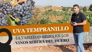 Uva Tempranillo La variedad reina en los vinos Ribera del Duero [upl. by Adneral]