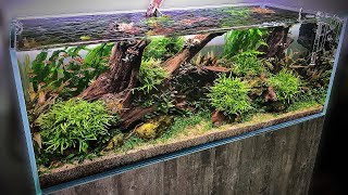 The BEST AQUASCAPES at Aquarium Gardens  WIN A NEO DIFFUSER [upl. by Marc]