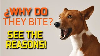 🐶WHY DO DOGS BITE 6 Reasons [upl. by Lillie165]