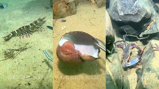 Dive and Harvest EP16  Catching Fresh Seafood [upl. by Warga223]