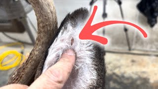 10 SECOND REPAIR for Holes in Deer Ears [upl. by Aimerej577]