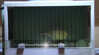 Harzer Edelroller Gesangskanrienvogel [upl. by Naig]