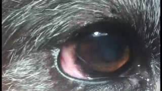 Nystagmus beim Hund  Vestibularsyndrom beim Hund [upl. by Matusow]