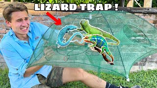 TRAPPING EXOTIC INVASIVE LIZARDS TAKING OVER MY PROPERTY [upl. by Preuss]