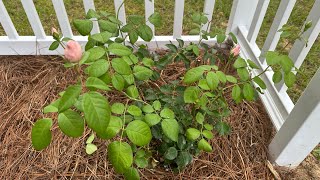 Learning To Landscape  Creating A Rose Garden  Homestead Happenings  Mimsy’s Garden [upl. by Anagrom]