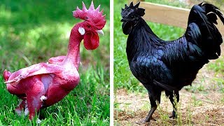 7 Races De Poules Exotiques Que Vous Ne Croirez Pas Existent [upl. by Nide]