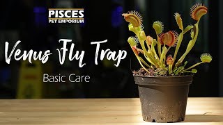 How to Care for the Venus Fly Trap [upl. by Sivia390]