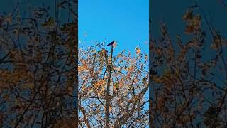 The Crow Has So Much To Say Today 😁 crow talking tree bluesky feathers squawk talkative [upl. by Quinn]