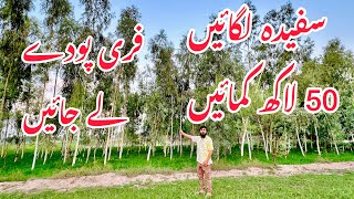 Sufida farming in Pakistan tree farming  eucalyptus tree farming in Pakistan free plants available [upl. by Oigolue]