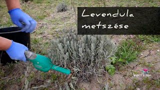 Levendula metszése 2024 [upl. by Vaios]