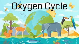 The Oxygen Cycle Explained [upl. by Lawlor525]