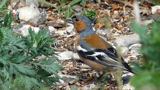 Bird Facts The Common Chaffinch [upl. by Ashwell710]