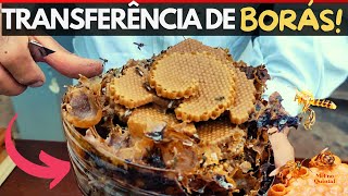 TRANSFERÊNCIA DE BORÁS TETRAGONA CLAVIPES 🍯🐝 [upl. by Ahsie]